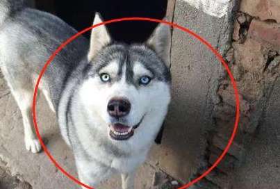A netizen gave the husky to his girlfriend before going on a business trip. When he came back, he found out that he is a father. Netizens are not angry but are happy.