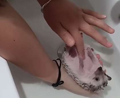 The woman bathed a hedgehog for the first time, turned over and looked at it, but was confused: I really want to poke it