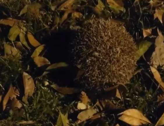 The golden retriever bit the hedgehog and refused to let go. The woman was so angry that she was about to cry. Bai Xian, please don’t be angry.