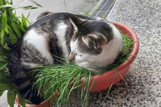 The potted plants that the owner worked so hard to grow are overpowered by cats. Does the cat have any opinions?