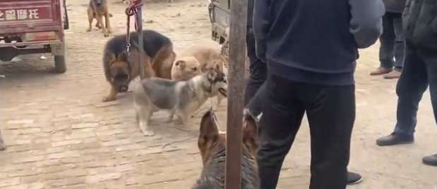 In order to sell dogs, the boy let them bite him