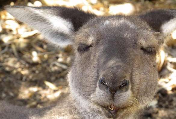 Surprisingly, kangaroos have doubled Australia's population. They compete with sheep for grass, break into houses and kill pet dogs.