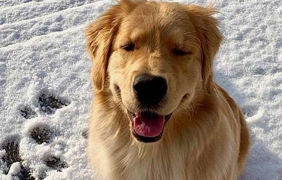 The golden retriever steals the hemp sneakers and sucks them madly, with a look of enjoyment on his face! Netizens laughed and felt sour