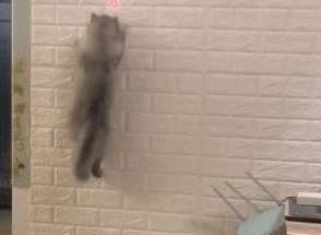 The cat plays games with its owner and comes and goes freely on the wall. Netizen, are you a gecko?