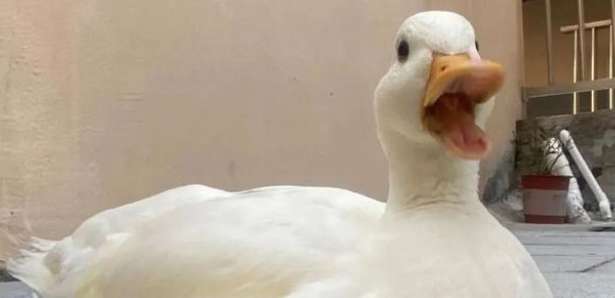 The pet duck was kidnapped while taking a walk and almost turned into an old duck. He was arrested!
