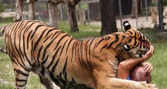 Lion and tiger as pets! Show off your identity by being unique? It's lucky that the owner wasn't bitten to death