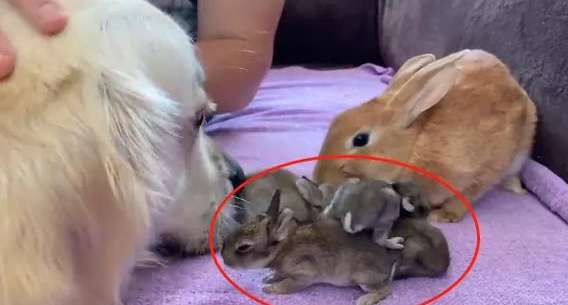 The rabbit gave birth to 4 babies, and the golden retriever regarded them as food