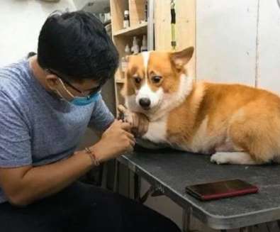 Corgi had his nails cut and was so wronged that he was deformed. Baby Corgi’s nails, I can’t protect you anymore