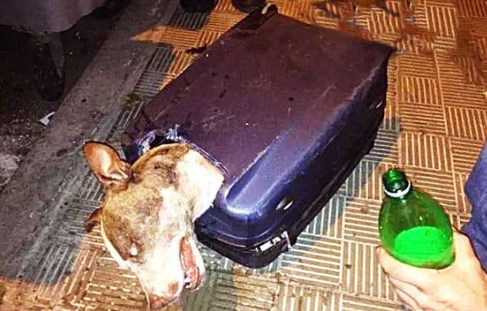 The dog was forcibly sealed in the suitcase. When the uncle pried open the suitcase, his eyes widened instantly!
