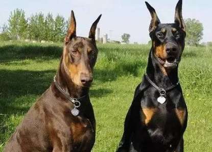 Ever since you got a Doberman Pinscher, your nightmare has begun. After reading this, do you still dare to keep it?