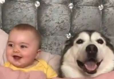 Parents have let their children live with huskies since they were young, and the dogs are also very sensible.
