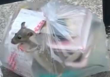 A fat rat comes out of a college student’s takeaway bag