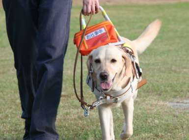 How are guide dogs trained? It’s really not easy for them!