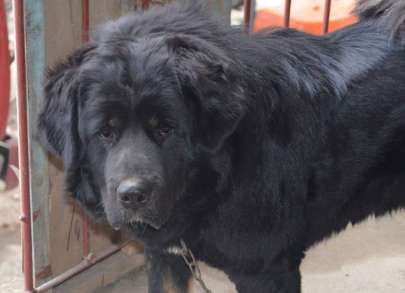 An incident involving a Tibetan mastiff that injured people occurred in Fuyang, Anhui. It bit its owner and then injured four others. The police shot him to death.