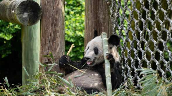 Giant panda Yaya embarks on a journey back to China