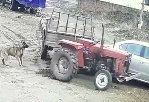 The dog chewed the battery cable, causing the tractor to start and hit the car in front