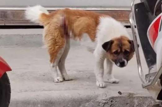 The stray dog ​​tied around the waist by a wire actually shed tears when he was rescued, Brother: Everything is worth it
