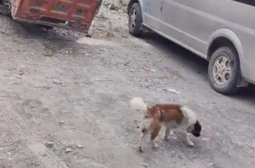 The stray dog ​​tied around the waist by a wire actually shed tears when he was rescued, Brother: Everything is worth it