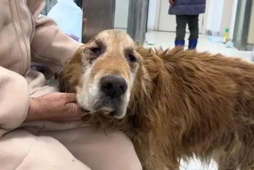 The old golden retriever could only cry silently after being abandoned. Sister: I'm here to take care of you in old age
