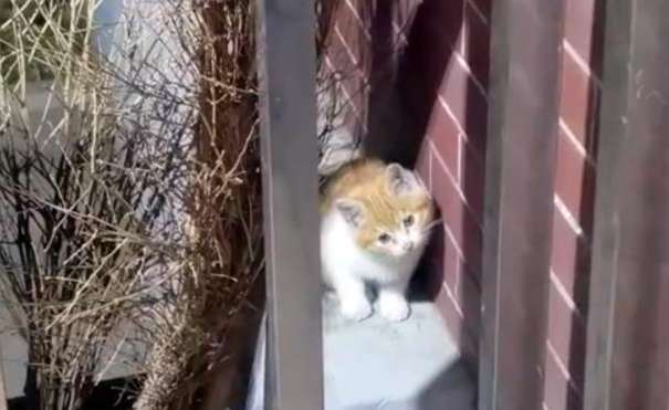 A kindhearted person wanted to adopt a stray kitten, but unexpectedly the mother cat came to our door