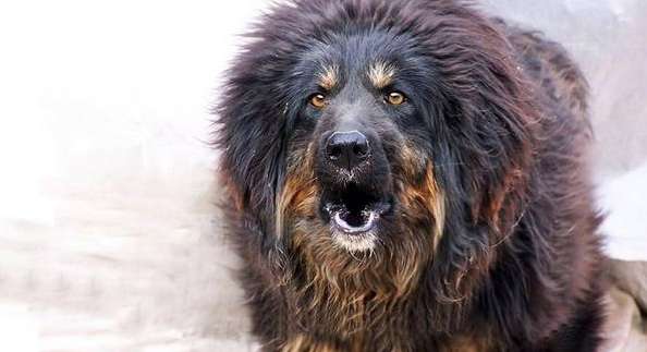 The world's largest Tibetan Mastiff King - Bill, worth 30 million is higher than a lion