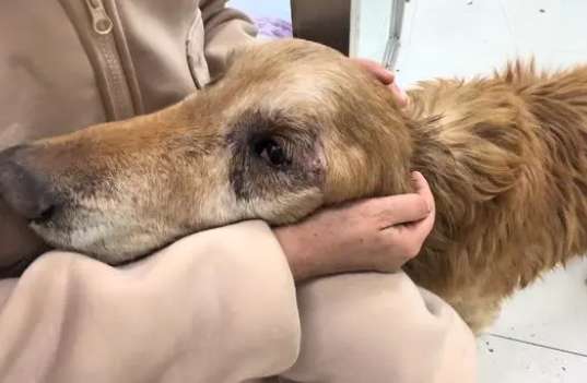 The old golden retriever could only cry silently after being abandoned, eldest sister: I will provide for you in old age