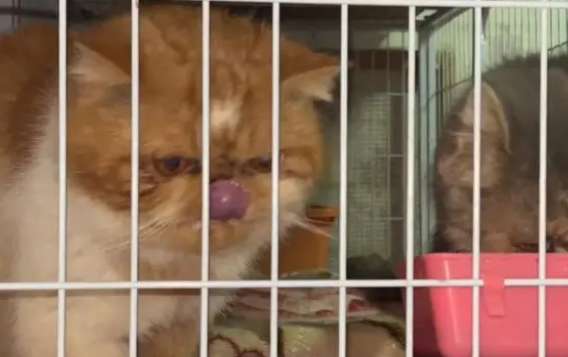 The cattery ran out of food, and Garfield, who had been hungry for two days, was almost thrown away, and was starved after being adopted