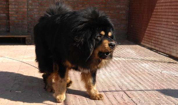 The world's largest Tibetan Mastiff King - Bill, worth 30 million is higher than a lion
