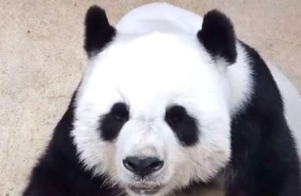 Panda Lin Hui who traveled to Thailand passed away. She was scarred during her lifetime but no one cared about it.