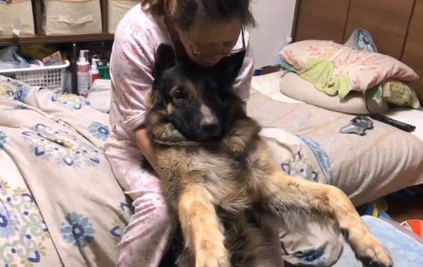 German Shepherd has slept with its owner since he was a child, and a year later he still thinks he is a puppy, and he looks so aggrieved.