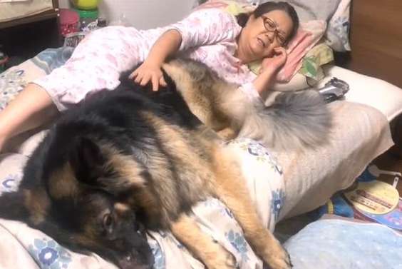German Shepherd has slept with his owner since he was a child, and a year later he still thinks he is a puppy, and he looks so aggrieved.