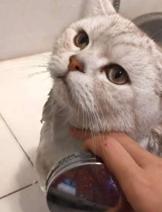 Cats like bathing very much. They enjoy every bath. Netizen: Why are you so great?