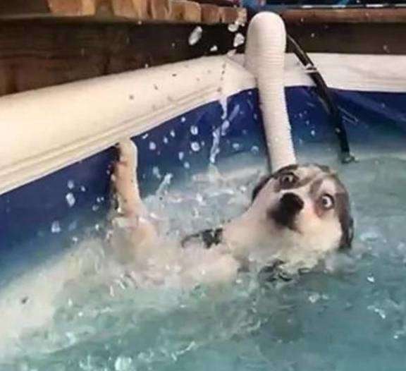 The husky fell into the water with his empty foot, and his expression made everyone laugh!