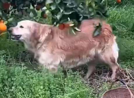 Golden retriever helps pick oranges for sale, causing controversy, is it unnecessary?