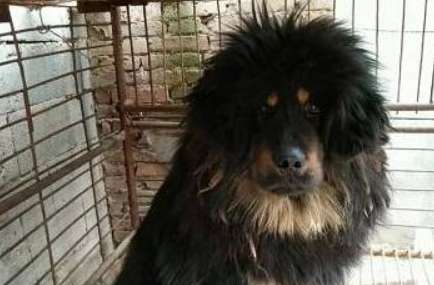 The Tibetan Mastiff, which is usually docile and well-behaved, bared its teeth and wanted to bite people when its owner resold it?