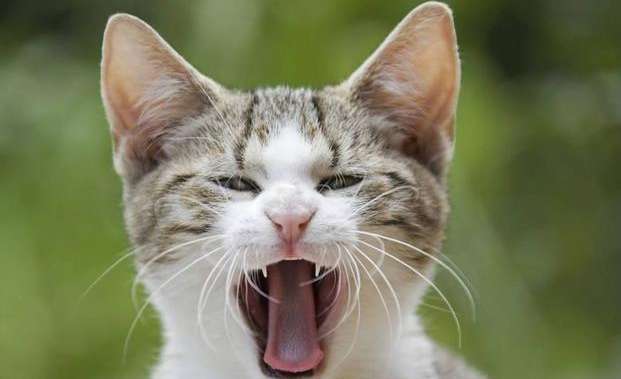 Do you know the reason why cats keep opening their mouths?