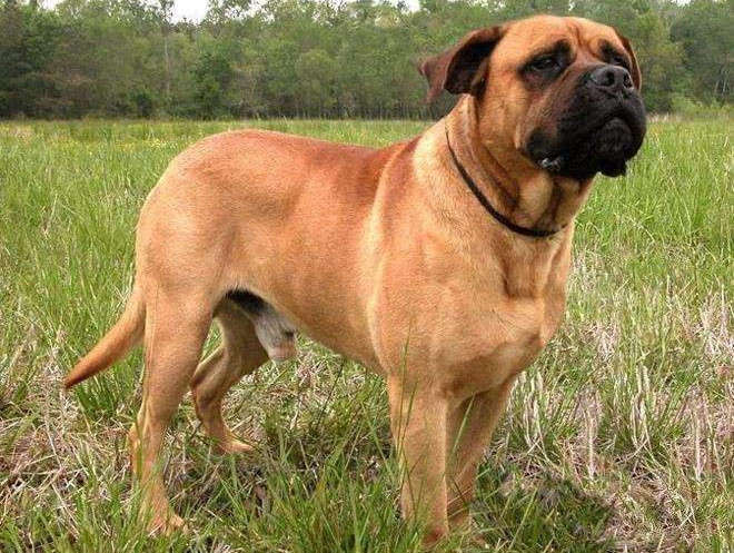 Want a mighty and domineering guard dog? Bullhorn Mastiff may be what you want
