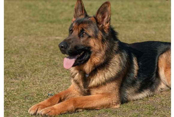Master the seven selection elements, and the purebred German Shepherd can be taken away easily