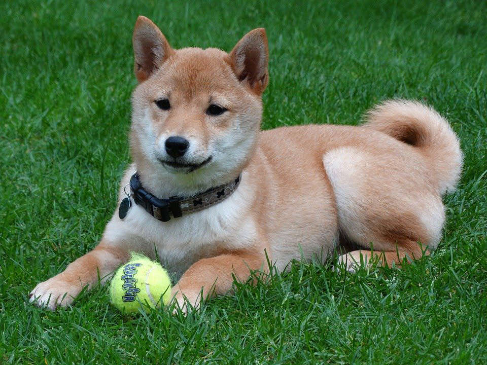 How much do you know about Shiba Inu's skin diseases?