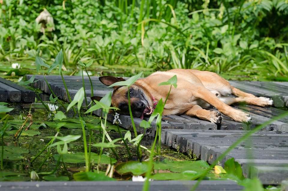 What to do if the Belgian Malinois is infected with parasites? Know these methods and benefit early