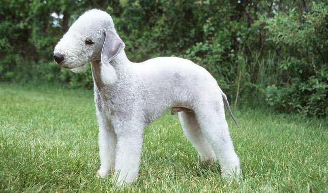 How to deal with the bad stomach of Bedlington terrier? Masters, look over here