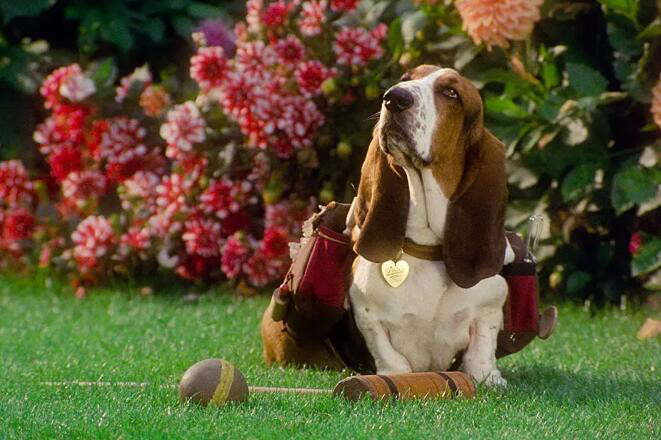 Four techniques for training Basset dogs, as long as the method is correct, anyone can teach it!