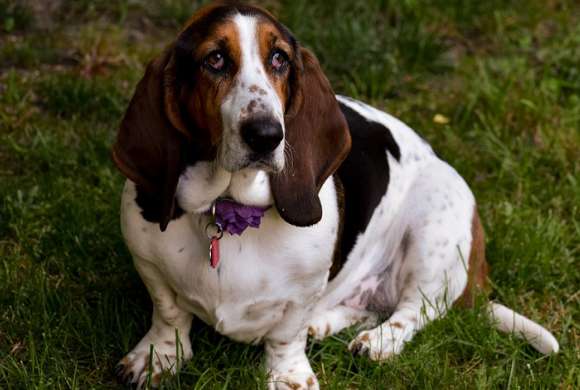 The summer pet lecture officially started, and the Basset dog course was presented first