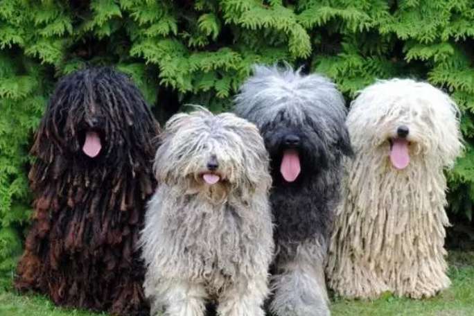 All the puli feeding tips you want are here!