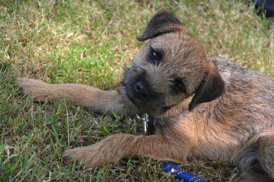 Why Do Border Terriers Get Skin Disease? Five Reasons to Pay Attention to