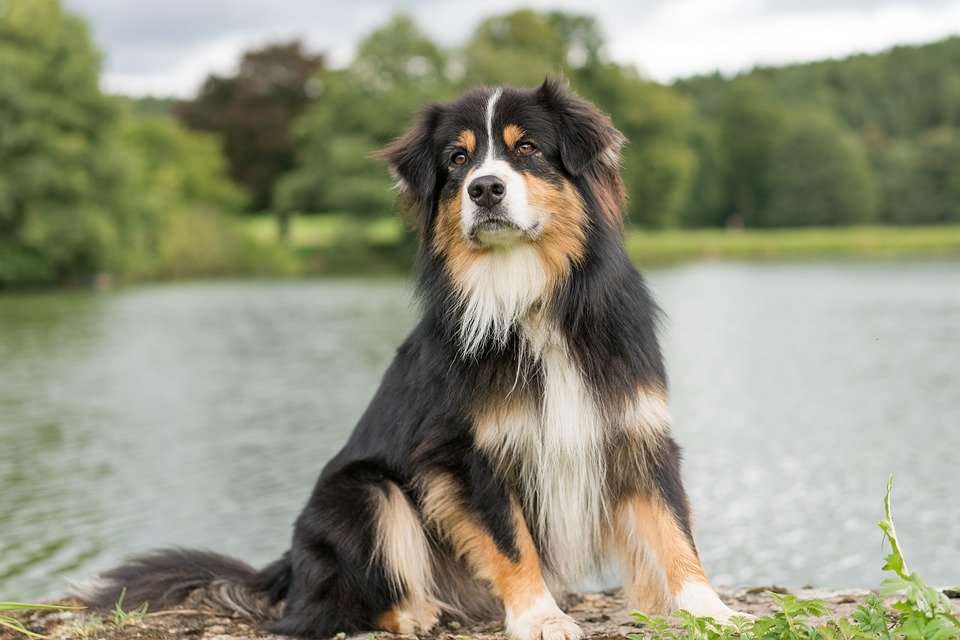 Everything you want to know about Australian Shepherds is here!