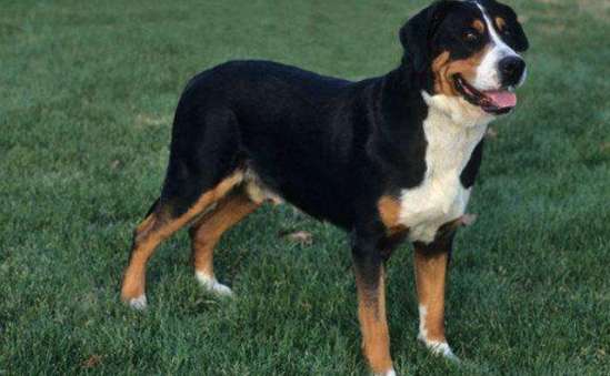 Don't know how to train a Greater Swiss Mountain Dog? Look here! 