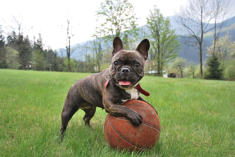 How to train a French bulldog well? These points Be sure to do it well!