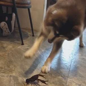 Alaska vs. crayfish, the dog tried many times but was helpless: How should I put it in my mouth?