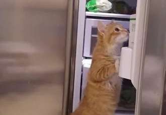The orange cat keeps meowing in front of the refrigerator, Meow: Get out of the way, I want to go into the refrigerator to cool down!